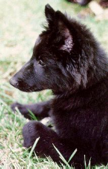 [Profile of Magic as a puppy]