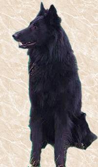 Woof!